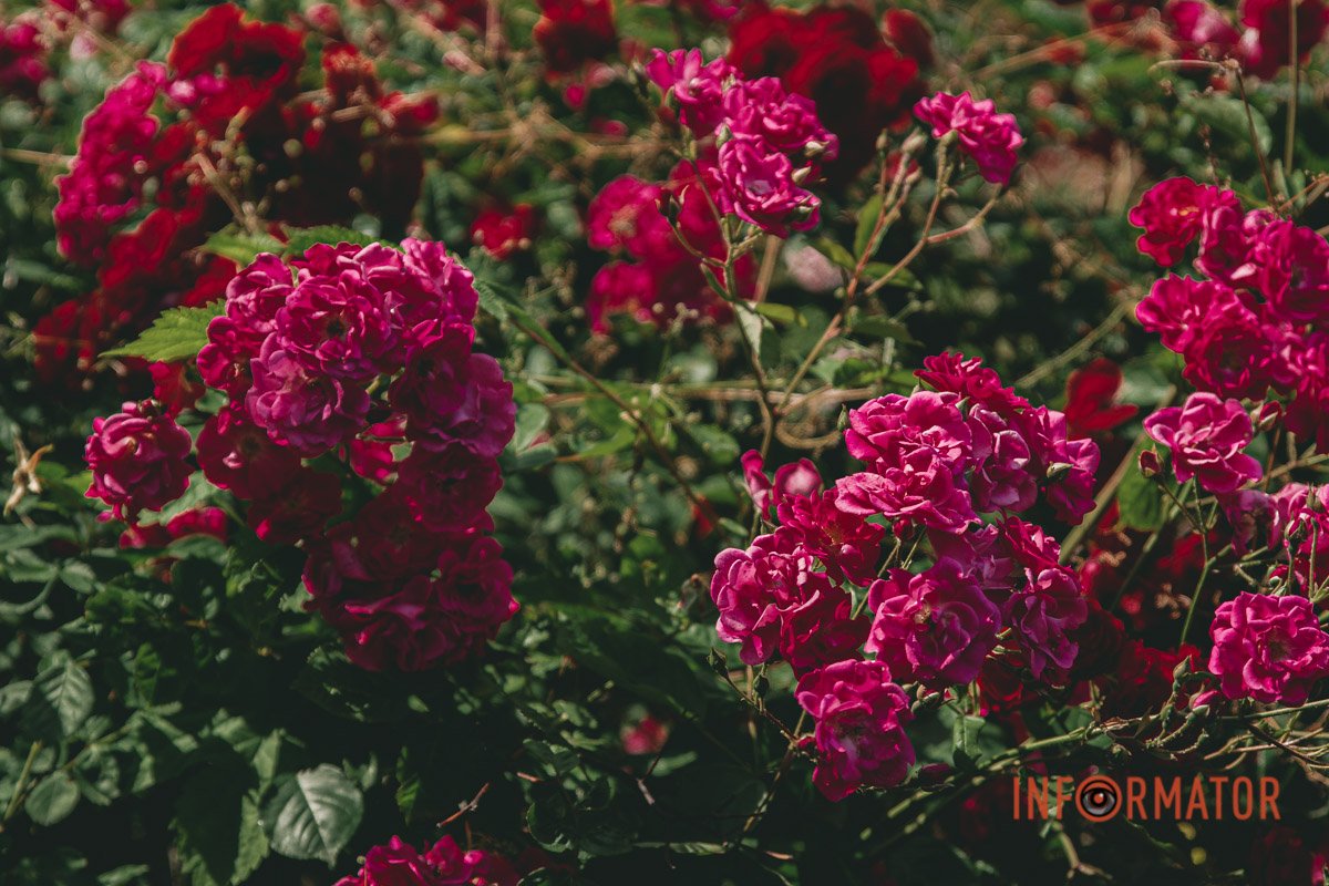 Королева квітів