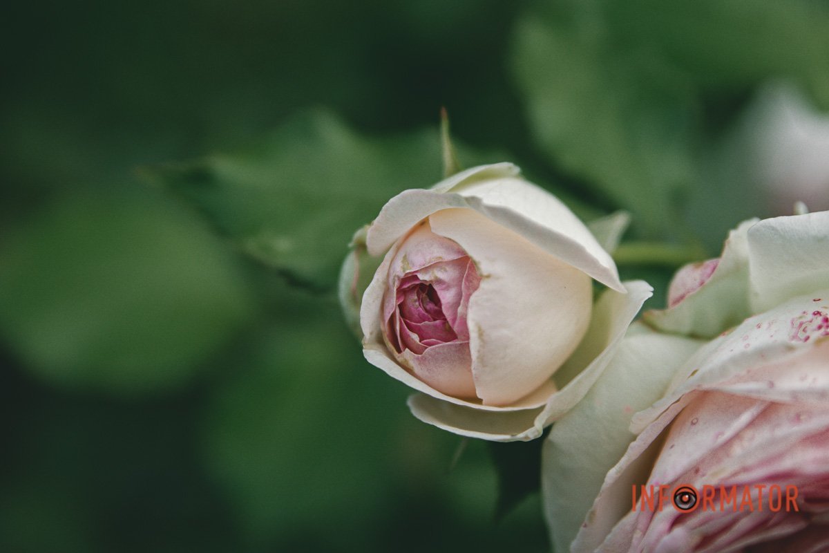 У саду можна з користю провести свій вільний час