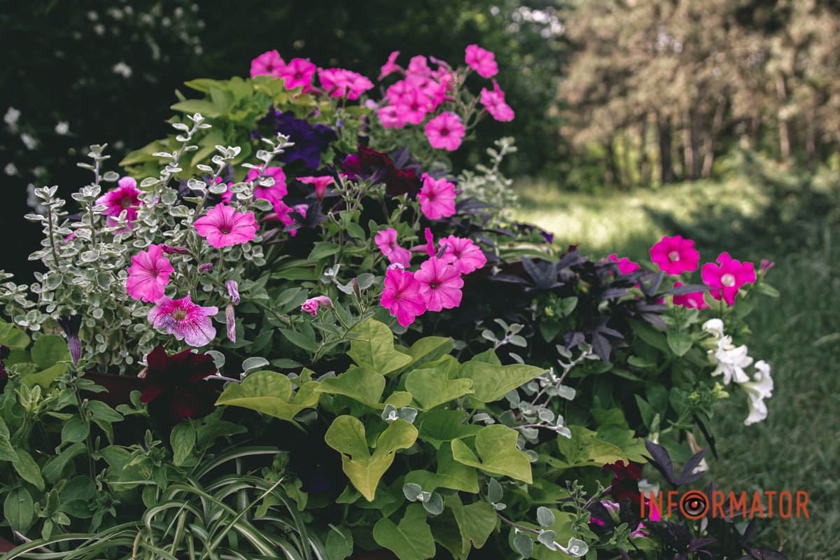 Прикраса міста