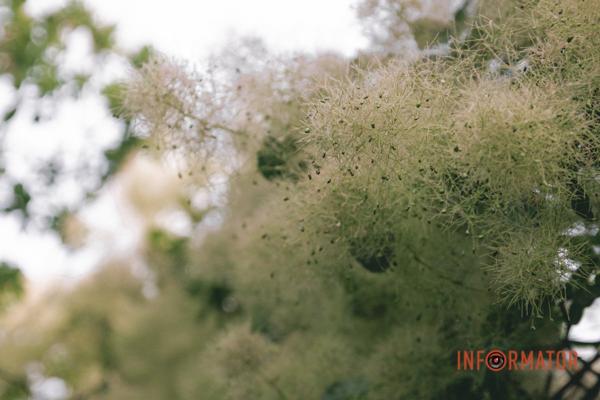 Скумпія звичайа