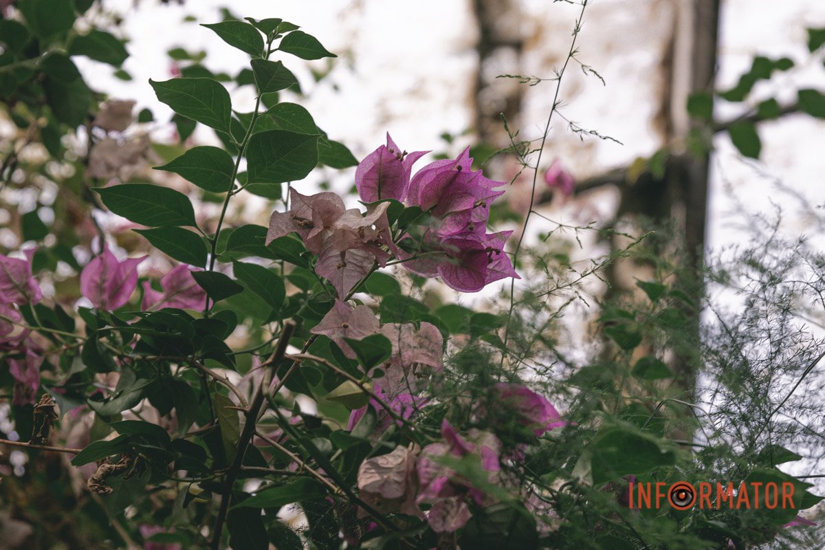 Краса навколо нас