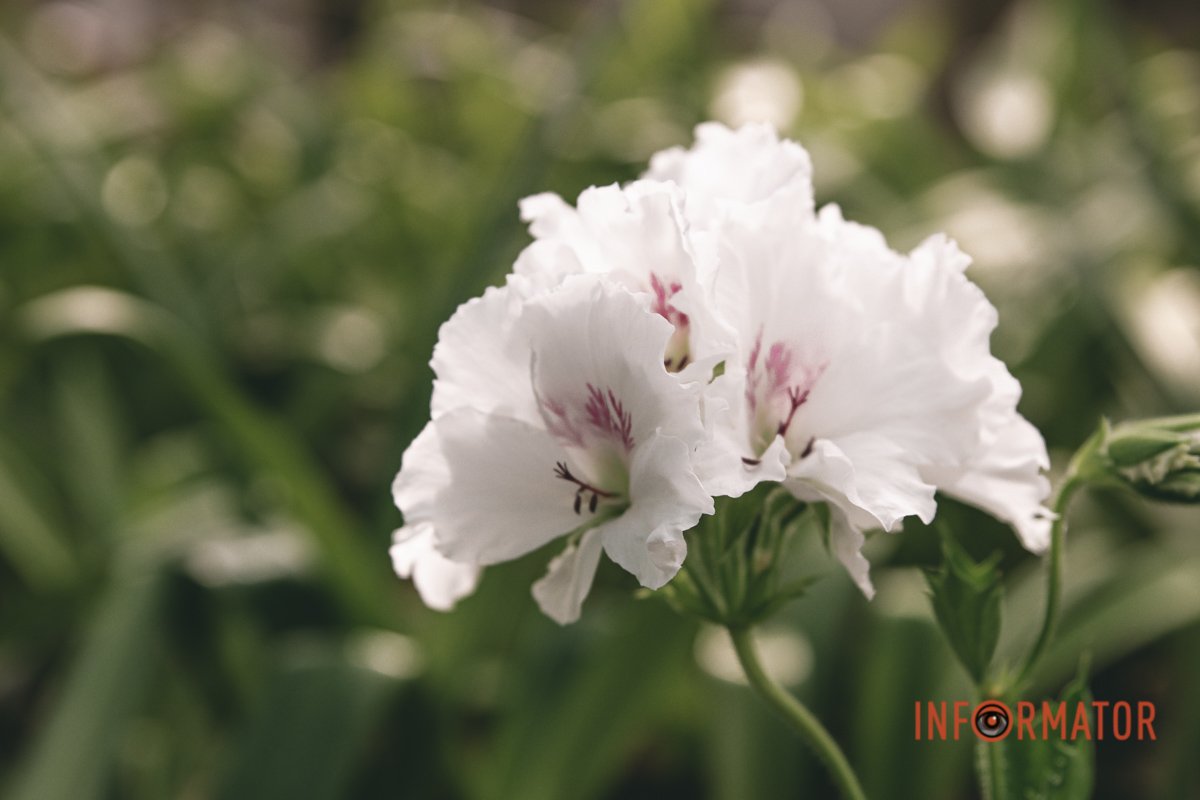 Знову квіти