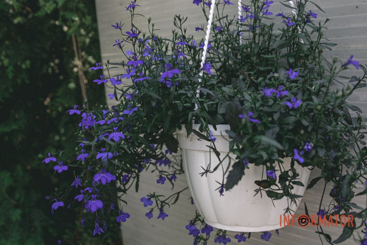 Блакитні квіти