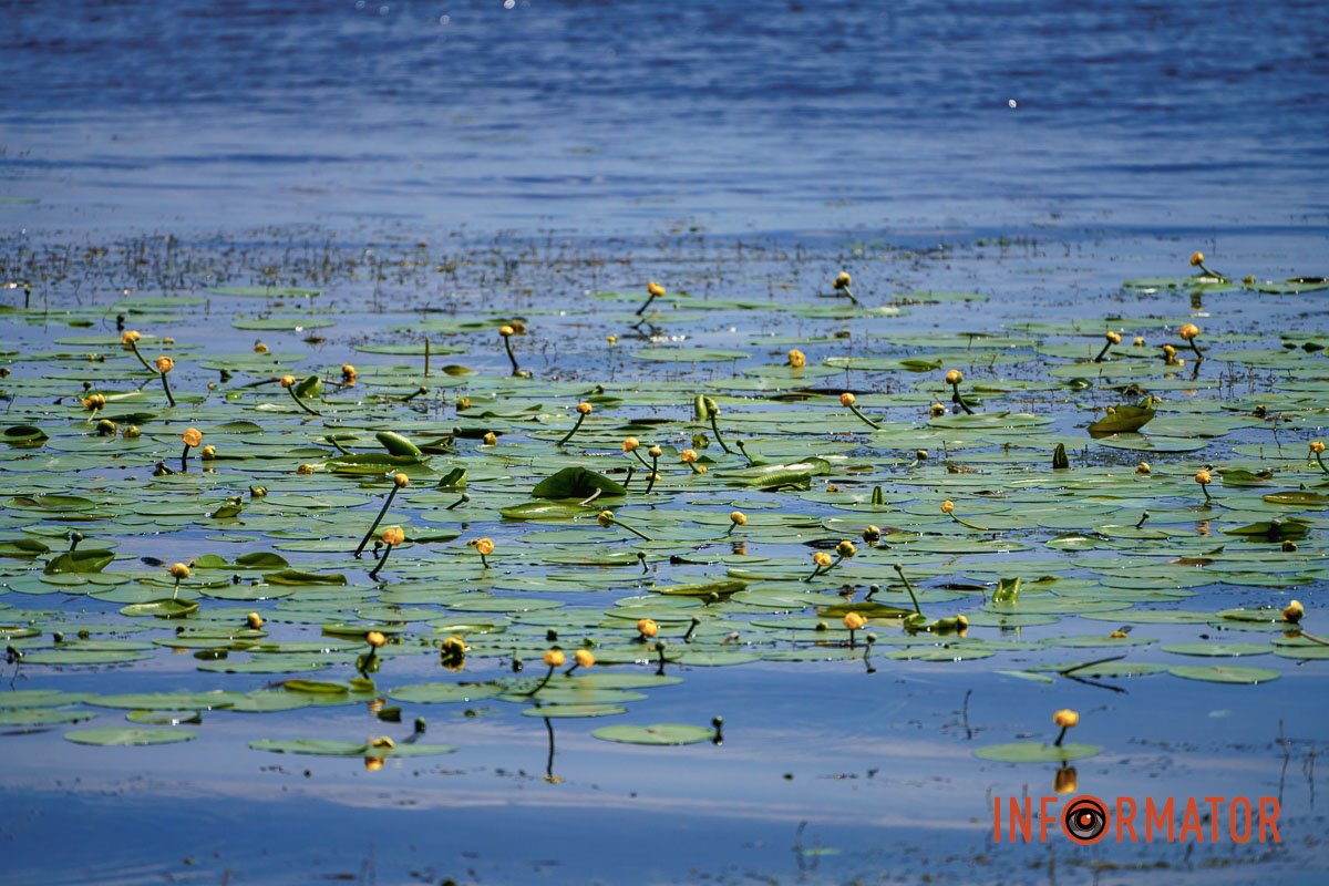 Ми фотографували їх