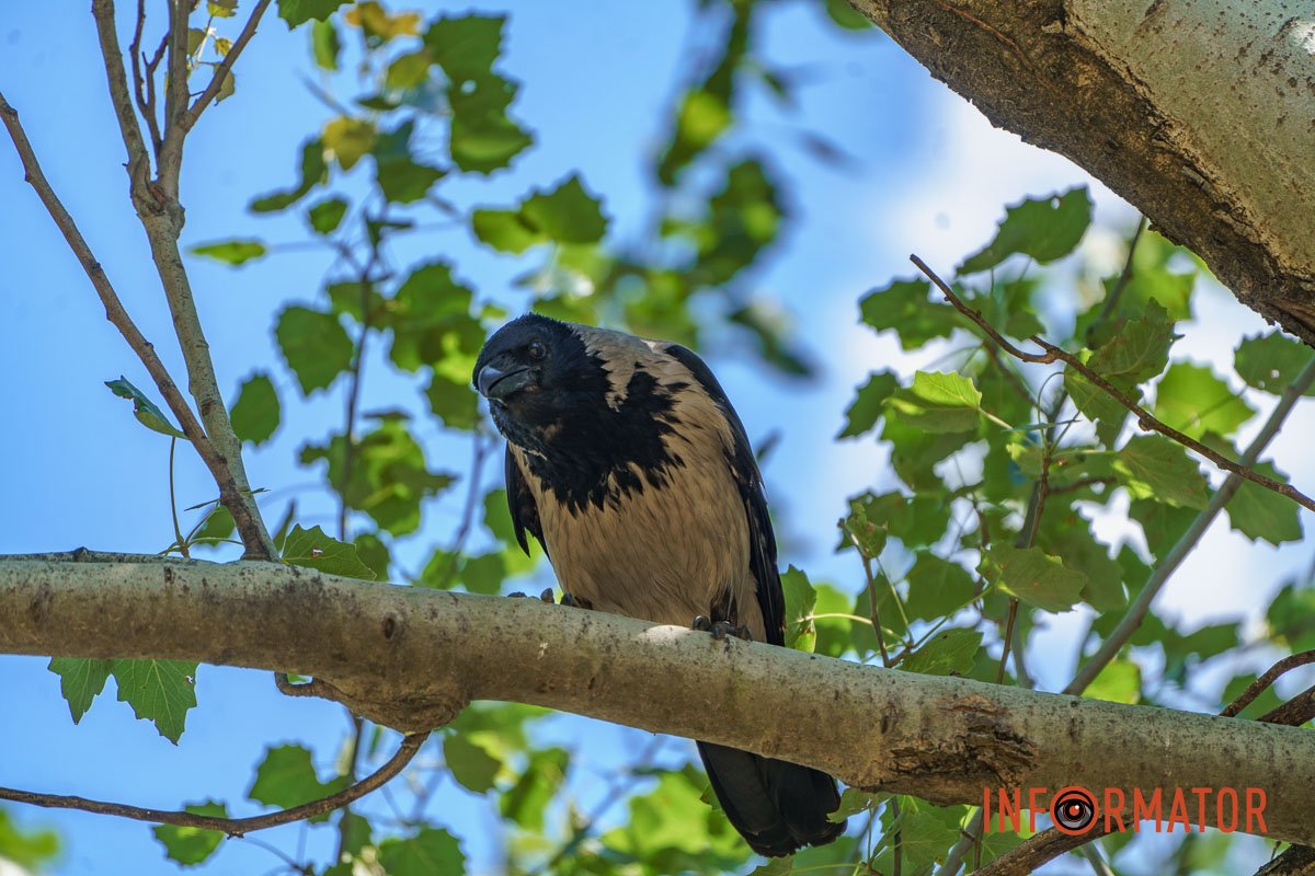Схоже йому не сподобалося
