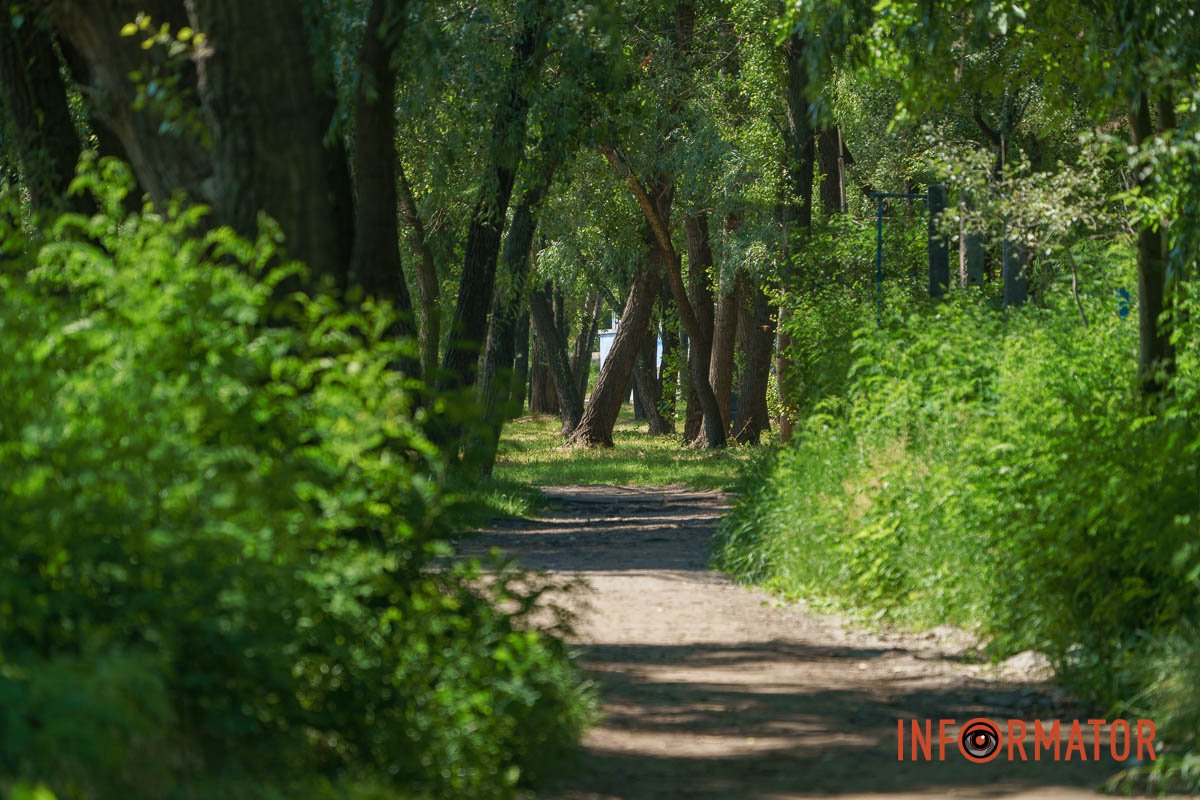 Майже як сосни і легко заблукати