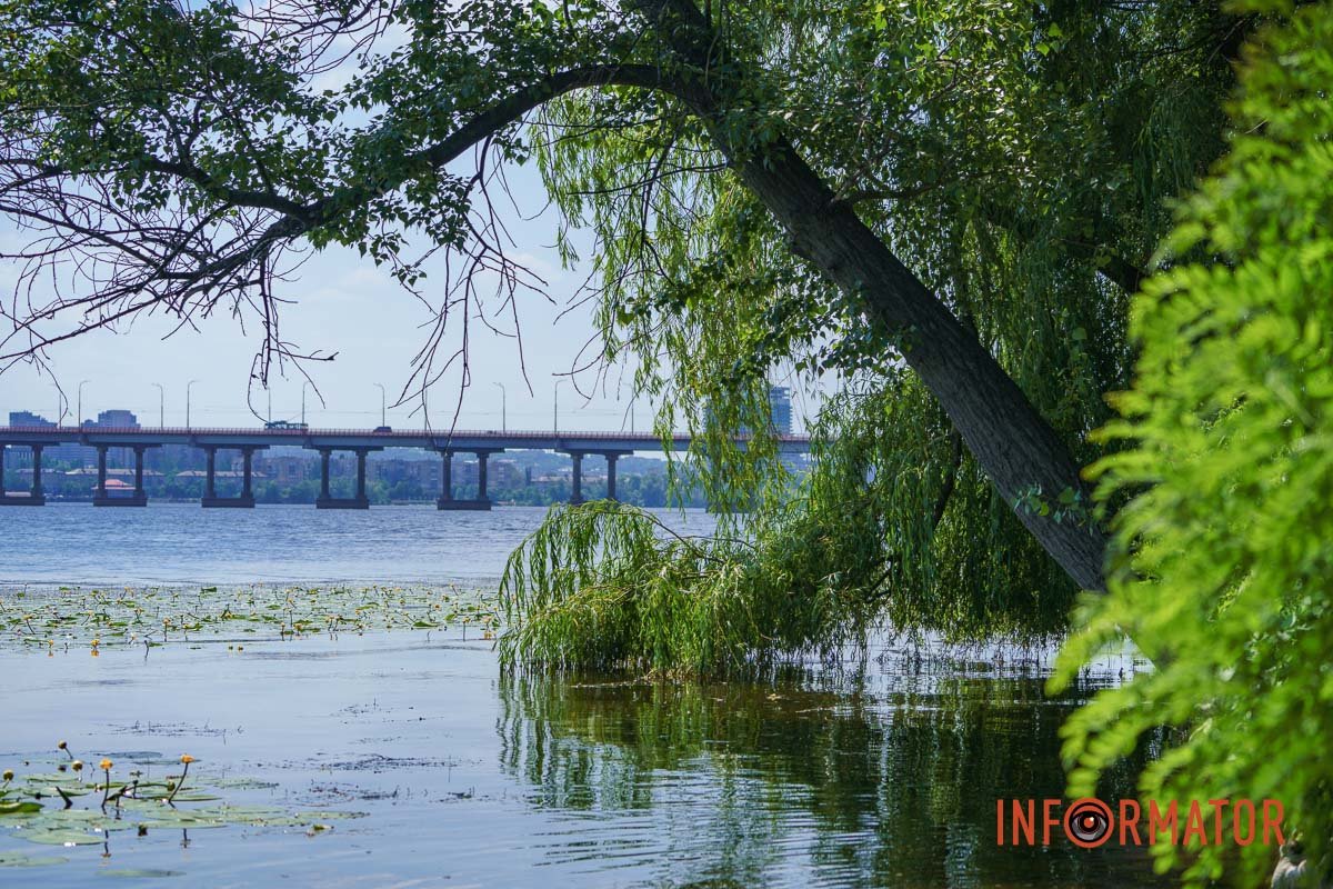 Похилилася, але не калина