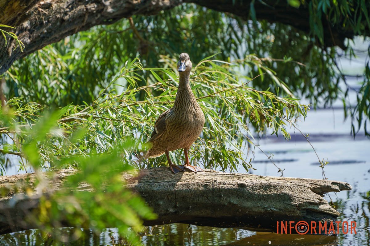 А хто це такий?