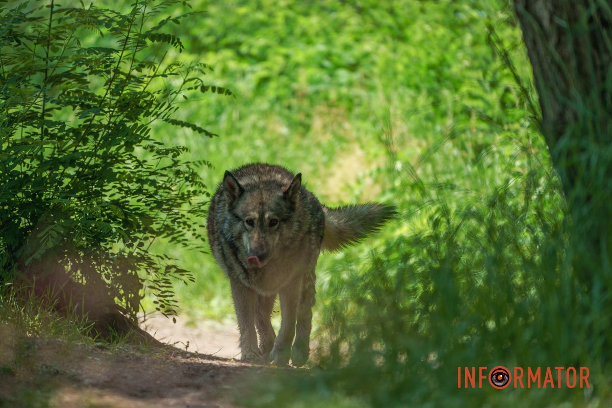 Дніпровський вовк