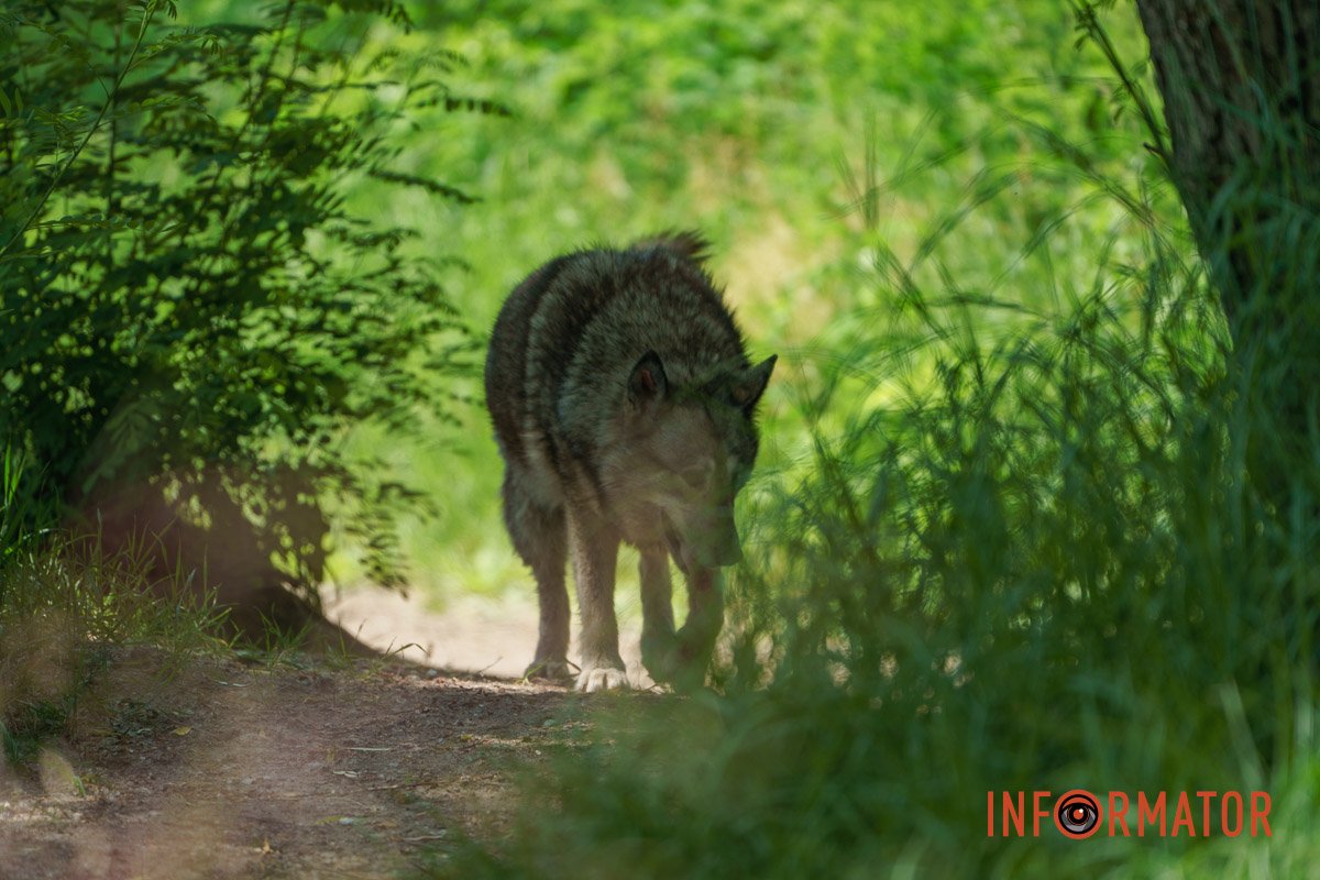 Ну правда ж схожий на вовка?