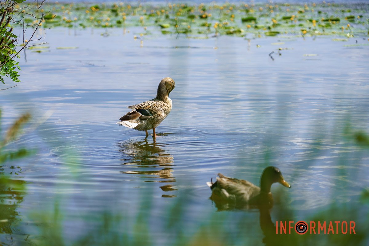 Водні процедури