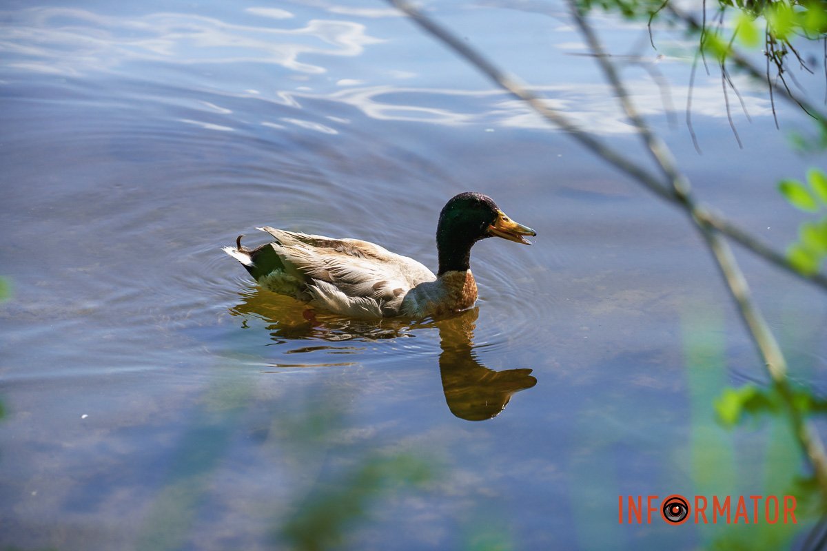 Пливе по качиних справах