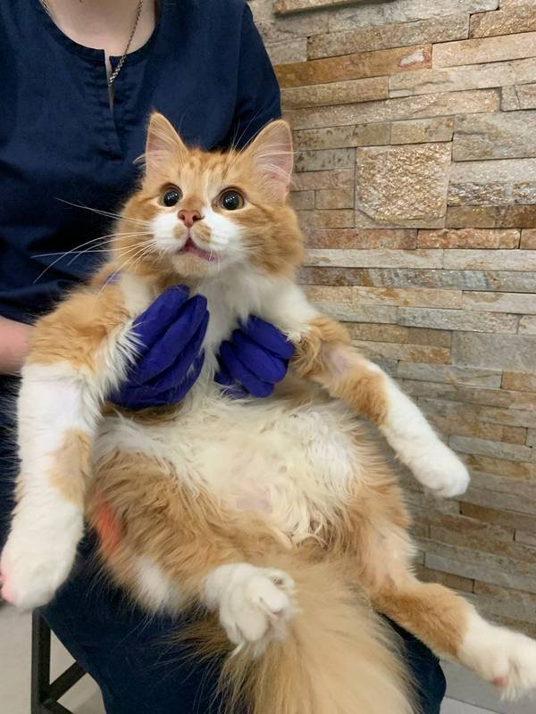 Малюк Шпинат