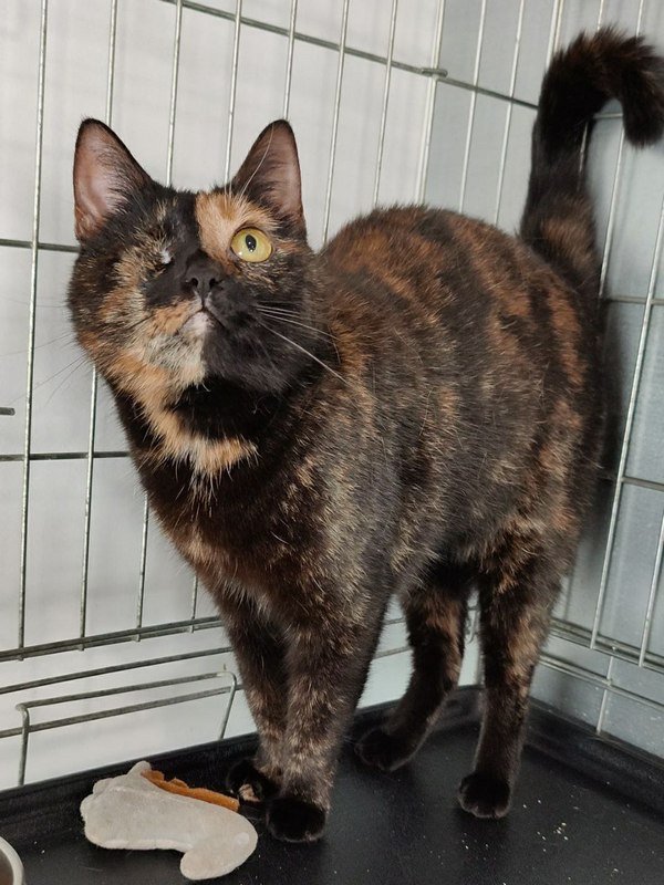 "Черепашка" Даша