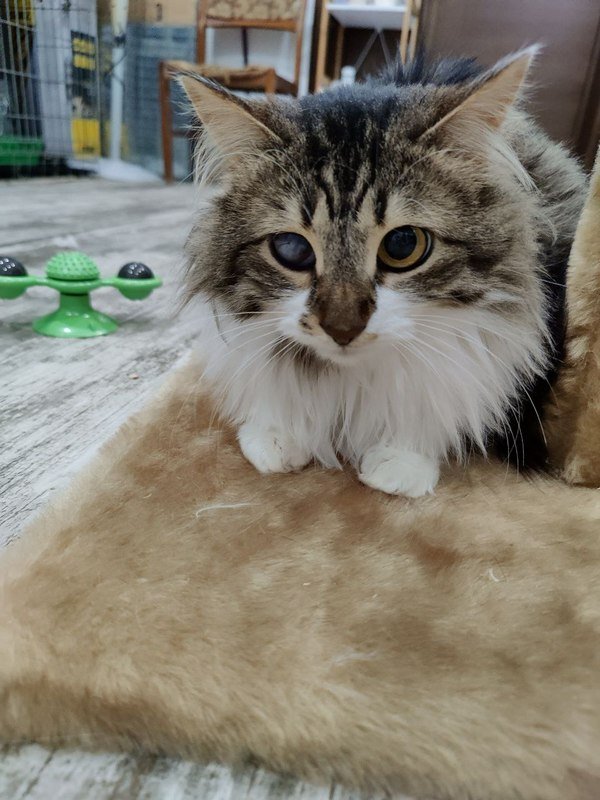 Ліра шукає свій третій дім