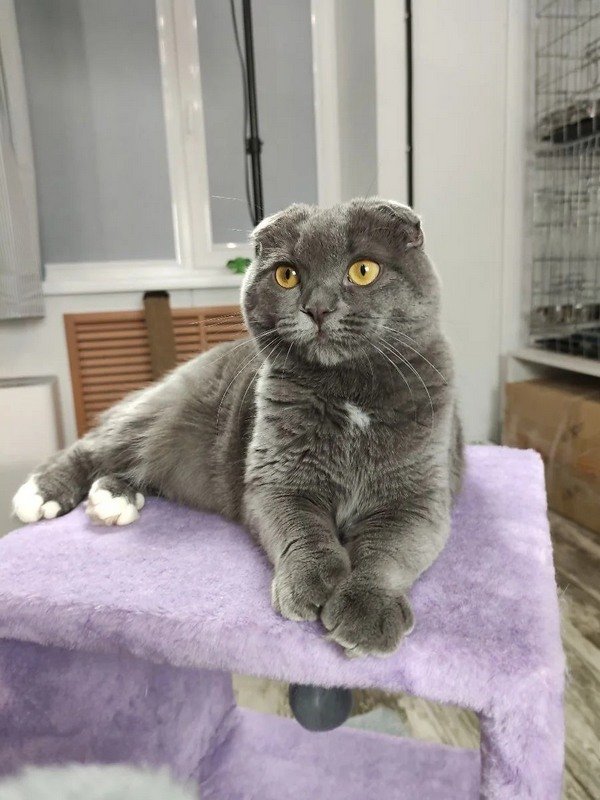 Принцеса Мі-Мі