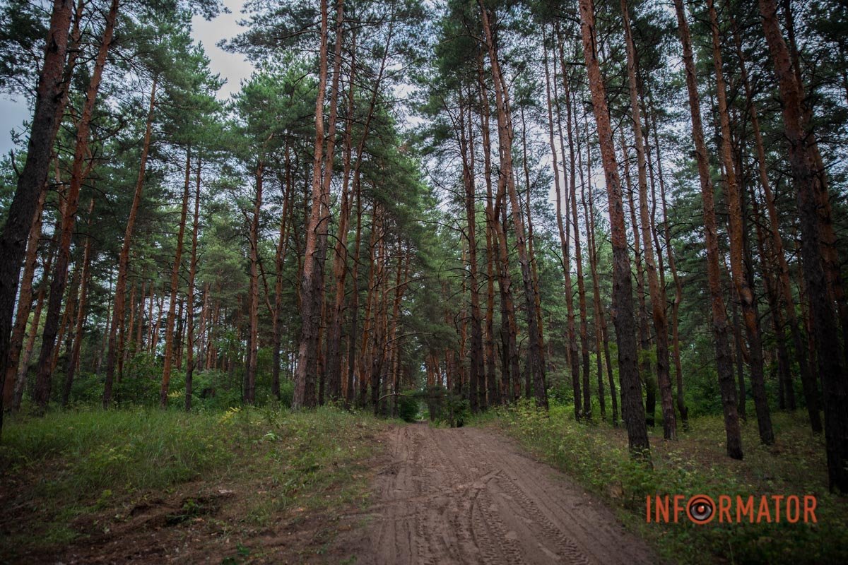 У Дніпрі діє заборона на відвідування лісових масивів