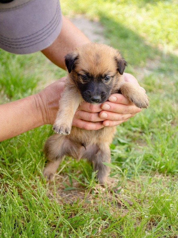 Хвостик шукає дім