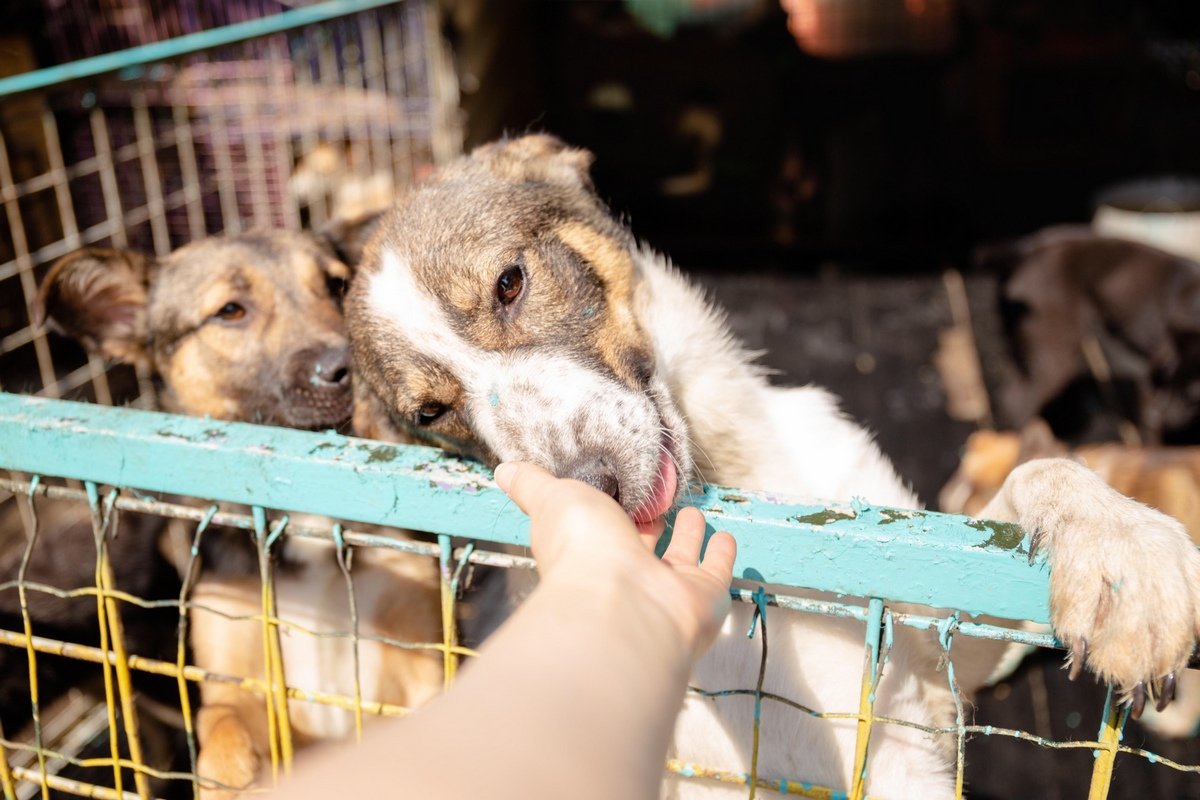 Дружні собані