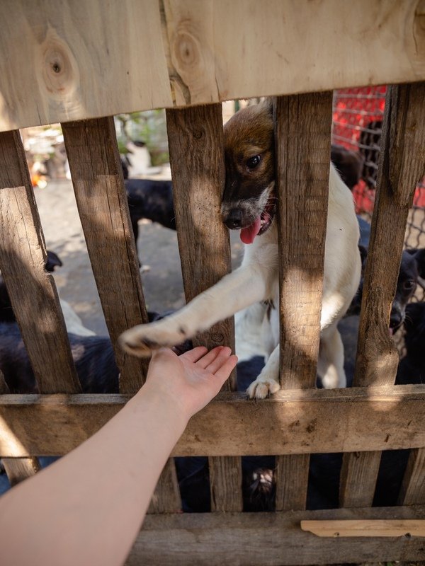 "Людина, дай лапу!"