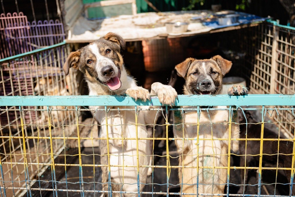 Допомогти цим смайликам можна і речами, і грошима, і турботою