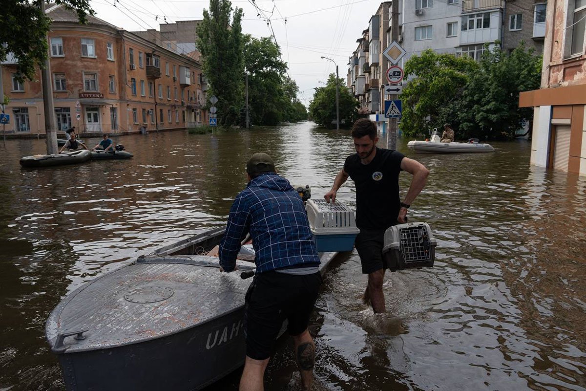 Витягли на сушу майже 500 собак та котів