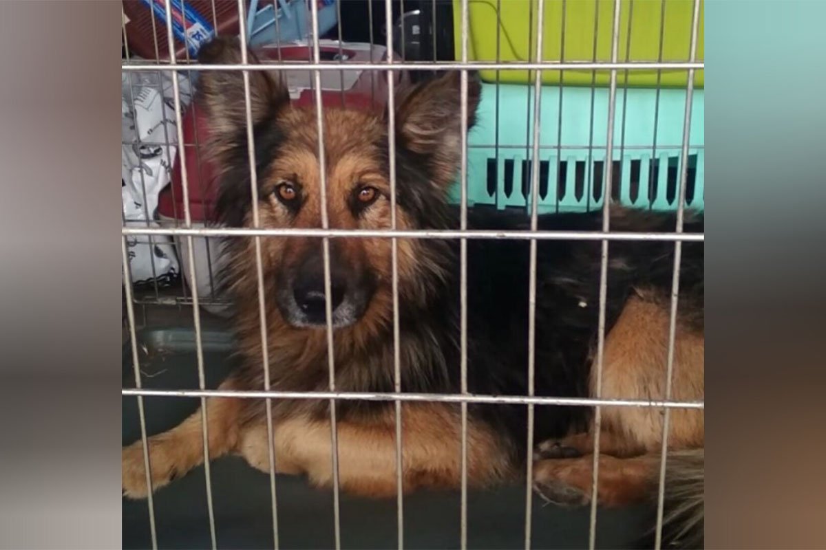 Загалом врятували майже 500 чотирилапих