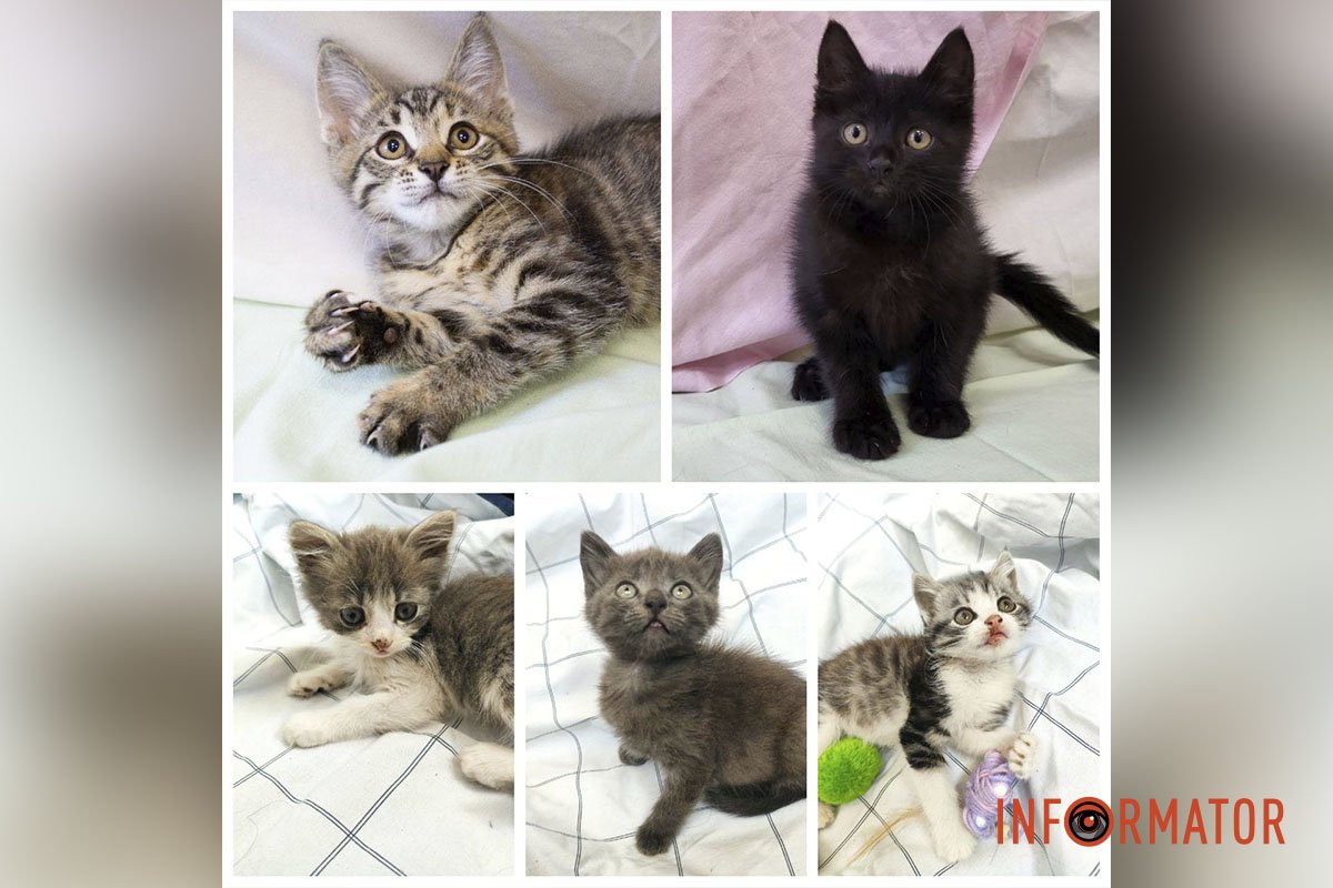 Пухнастики