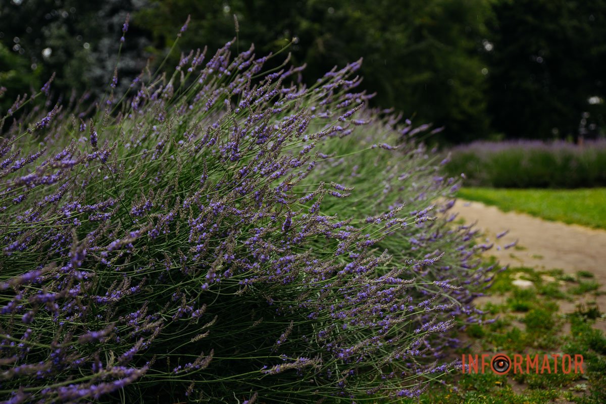 Помилуватись на цю красу можна на 4 локаціях