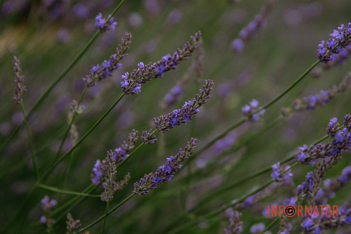 Зробіть собі фото на згадку