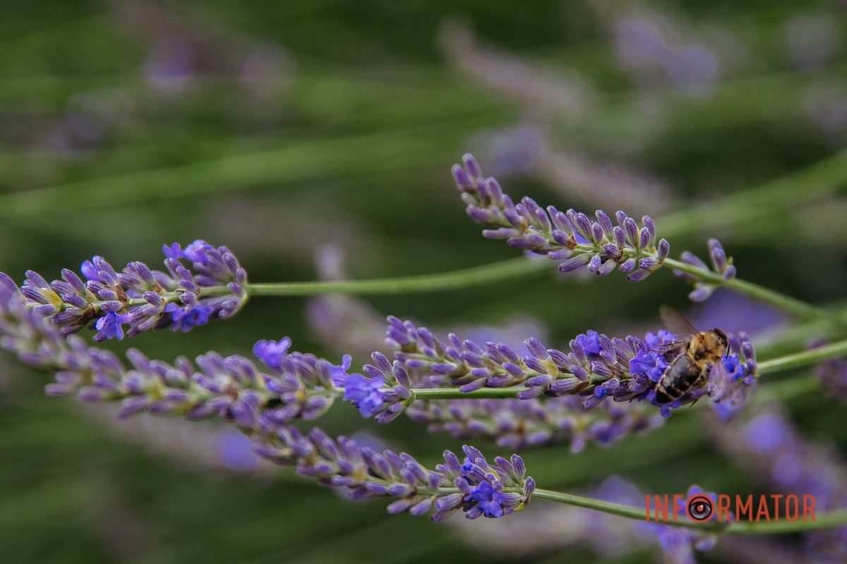 Лаванда додає романтики