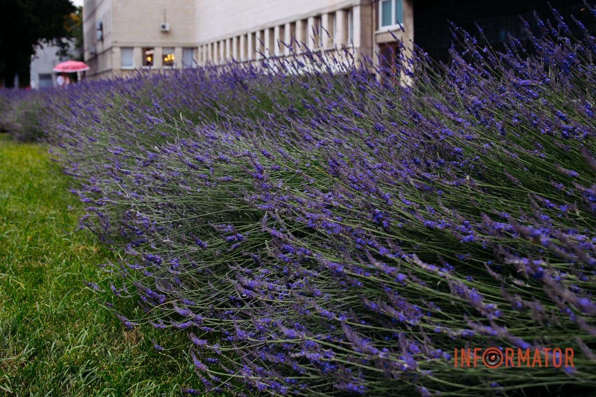 Для ароматизації приміщення застосовують спеціальні свічки з лаванди