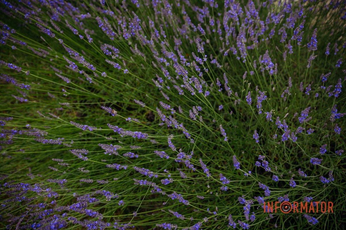 Лаванду використовують в парфумерно-косметичній промисловості 