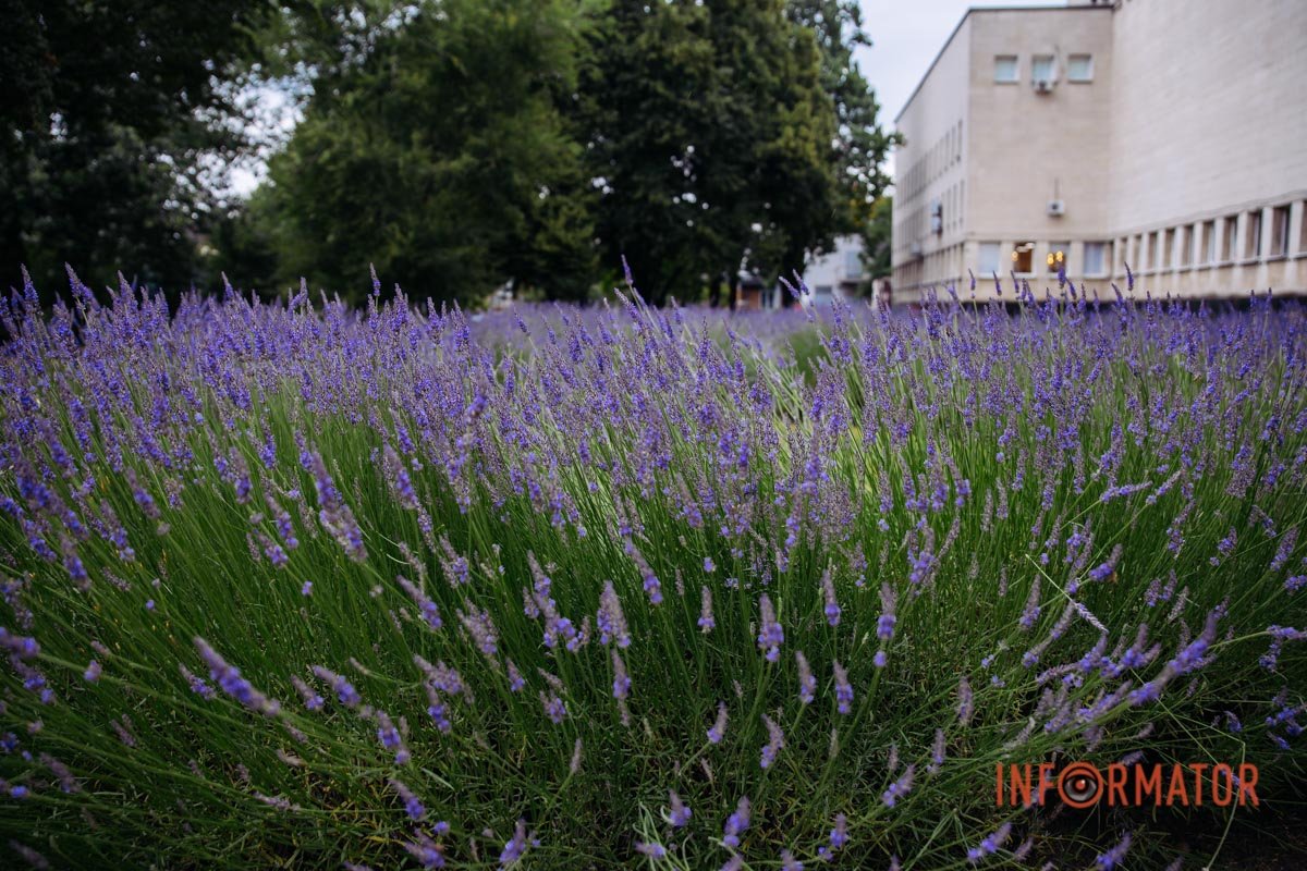 Лаванда нормалізує діяльність нервової системи