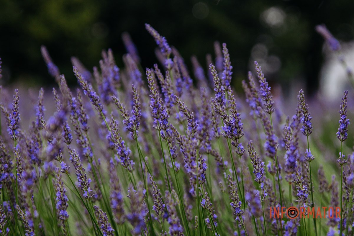 Використовують лаванду як протисудомний та протизапальний засіб