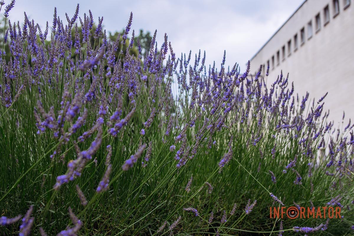 Батьківщиною лаванди вважається Середземномор’я