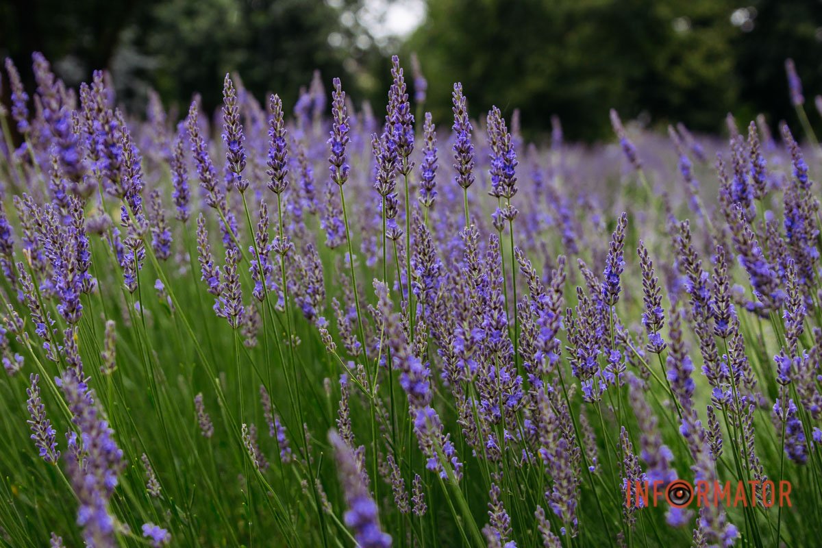 Існує близько 30 різновидів лаванди