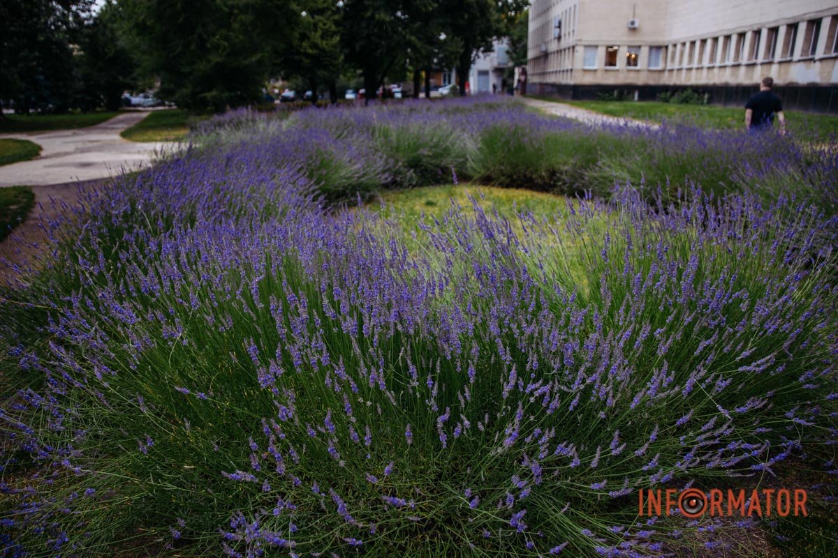 Запашні ніжно-фіолетові суцвіття