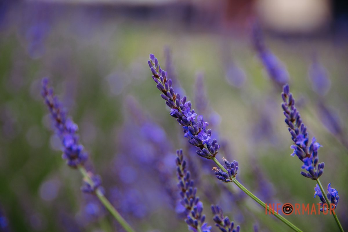 Як вам такий ракурс?