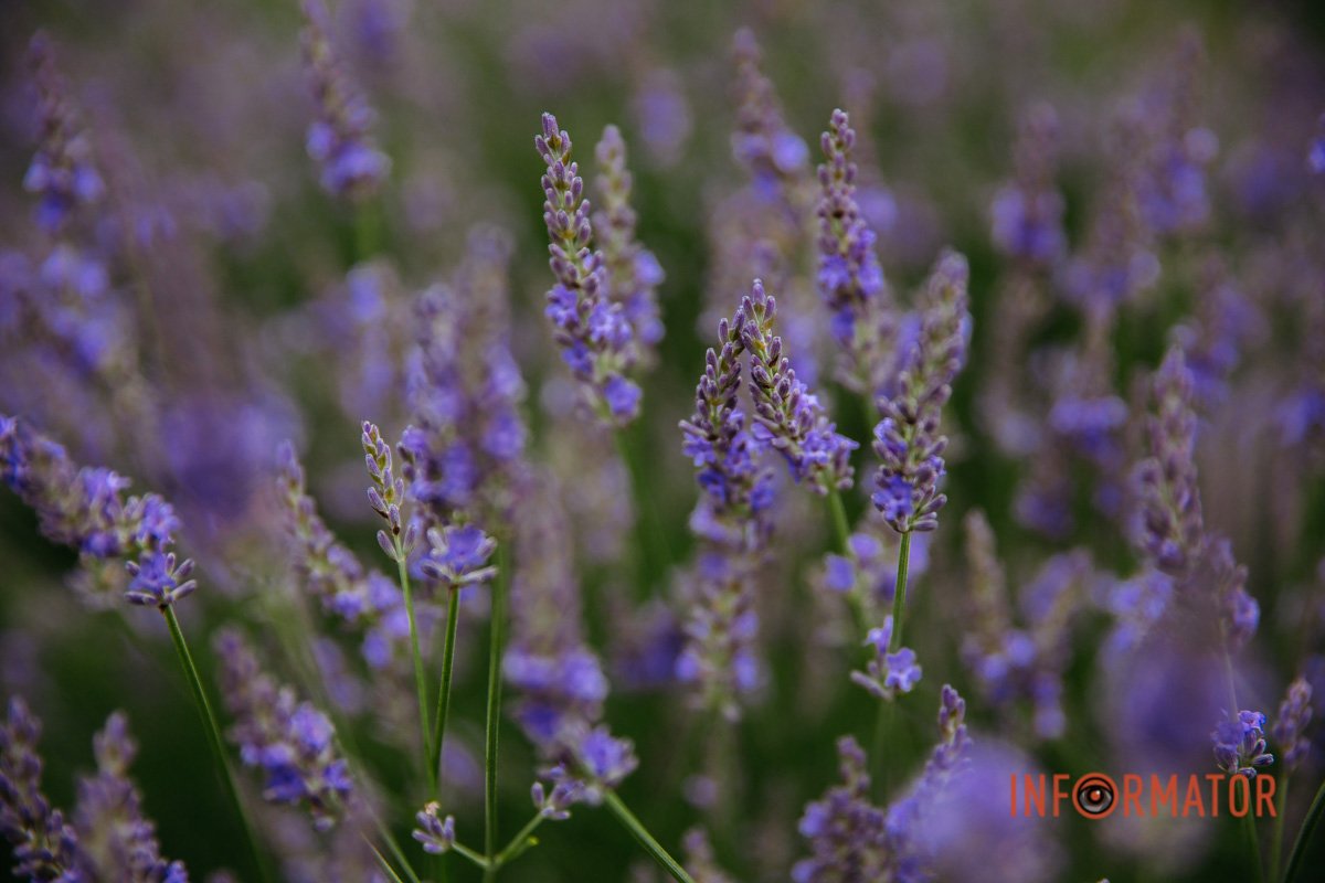 Це місце перетворилось на ідеальну фотозону