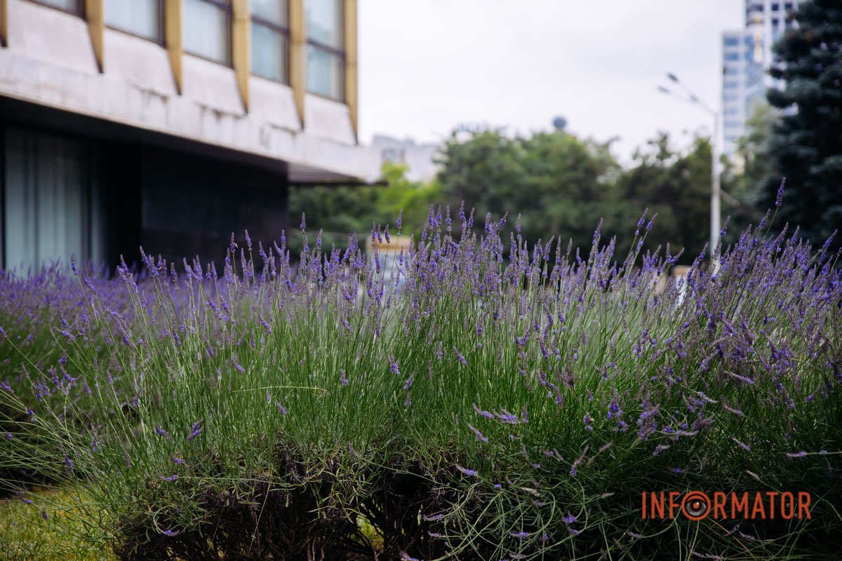 У Дніпрі поблизу академічного театру опери і балету розцвіла лаванда
