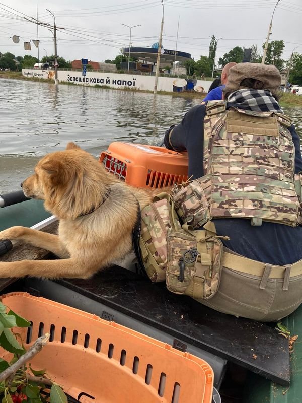 Порятунок чотирилапих