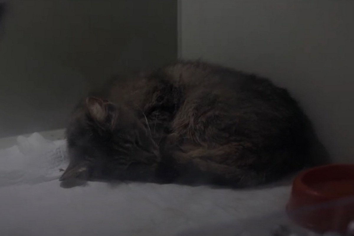 5 собак і 4 кішки наразі перебувають в клініці у Івана