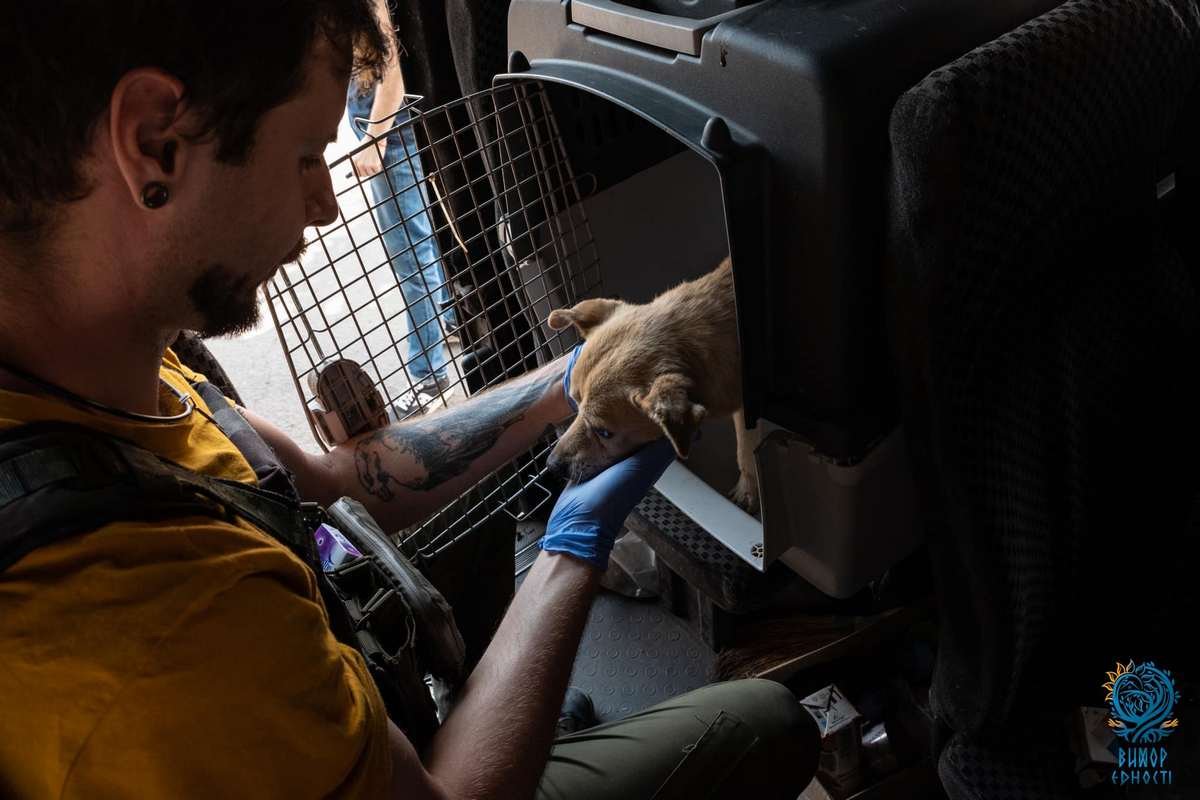 Іван надавав тваринам першу медичну допомогу