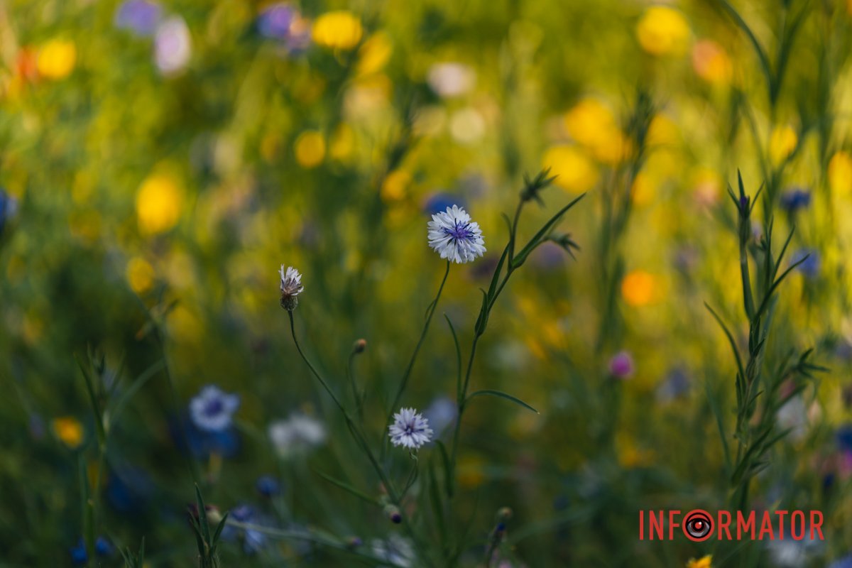 Очей не відірвати