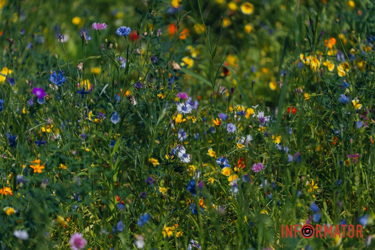 Такі ароматні