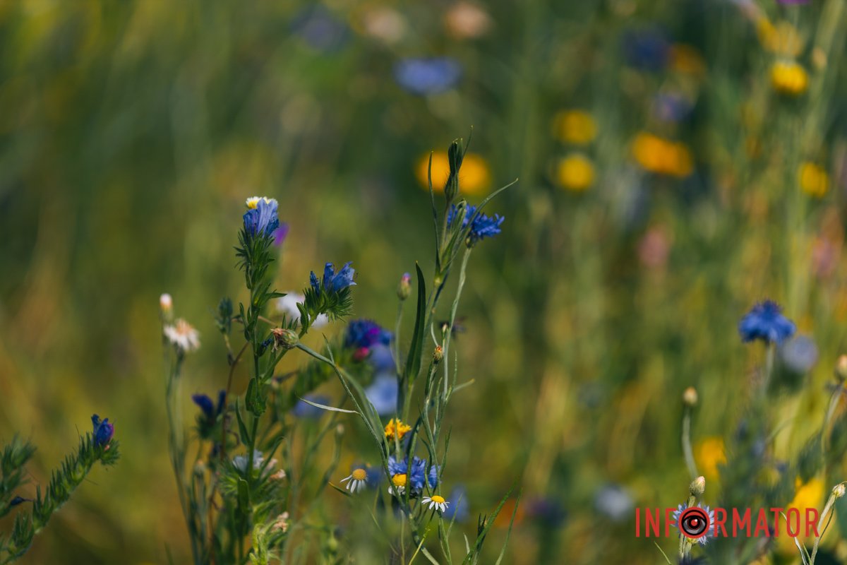 Фото: Денис Чубченко