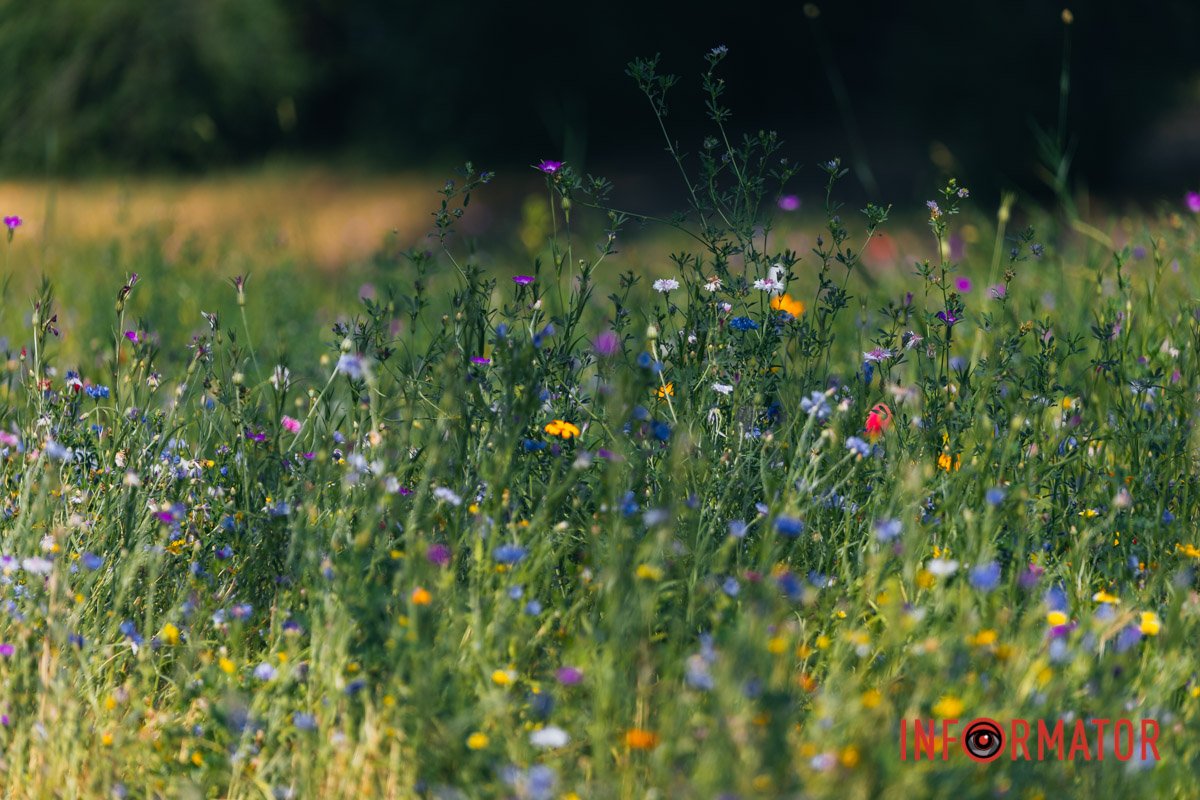 Зробіть собі фото на згадку