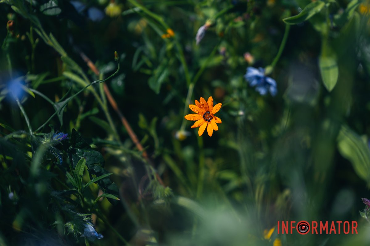 Позитивні емоції