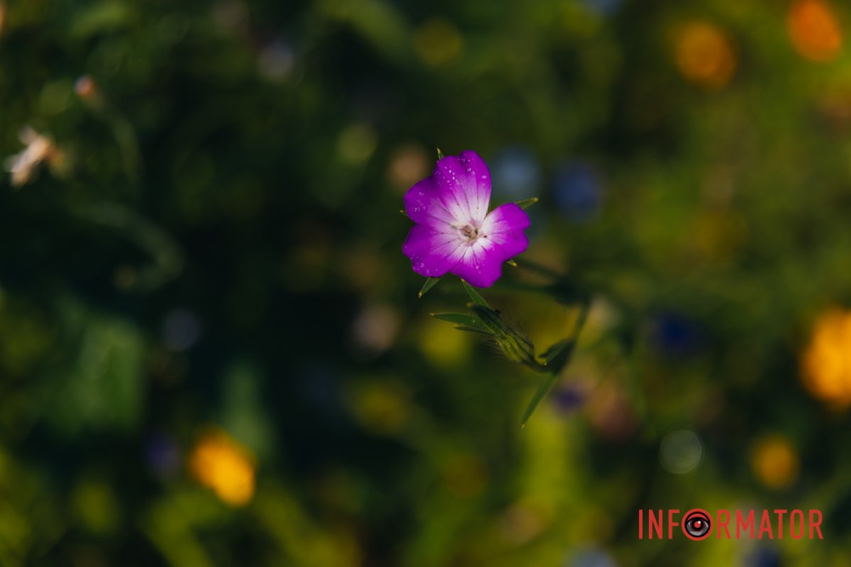 Які кольори!